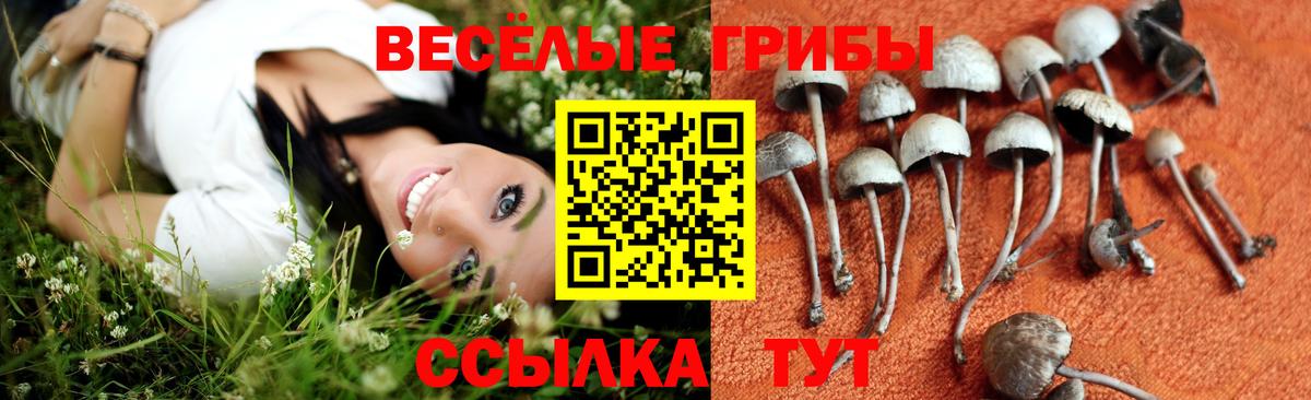 Псилоцибиновые грибы мицелий Тула